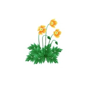 Welsh Poppy